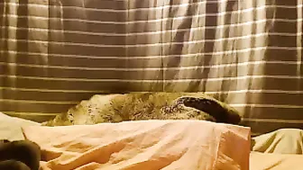 adrey Cute chick pulls up her dress