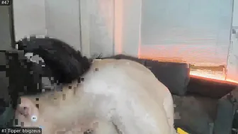 delightfulhug show 11.03.2019