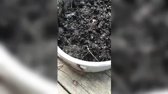 tanksfeet manyvids hot chick caresses big ass