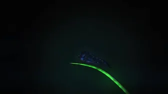 Sophie Dee Luscious Lopez  manyvids beautiful bitch hammering her ass