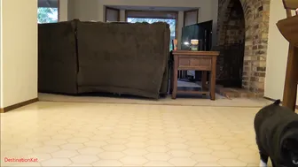 Destinationkat manyvids adult show hd