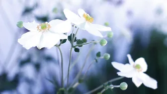 Cyncyncyn SpookyZone TRAVEL COLLECTION PROMO 2 1080p