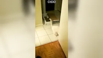 dirtykristy fat cellulite whore