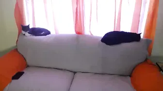 citcat17 610_female_chaturbate