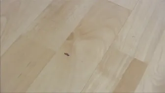 Sandra Latina_My Favorite Foot Slave