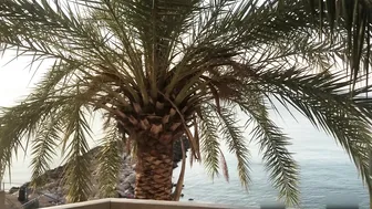 Mellyboo Savory chick