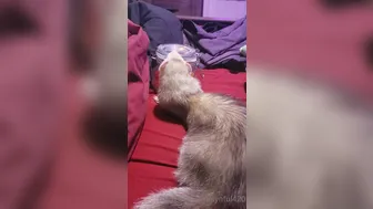 synful420_0gmg1xz41n731c7088qkr