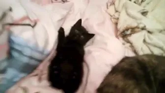 Gina Gerson onlyfans 01 07 2017 572849