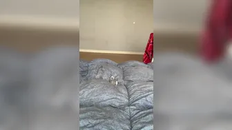 yuriboler onlyfans Exquisite beast fucks the vagina with a toy