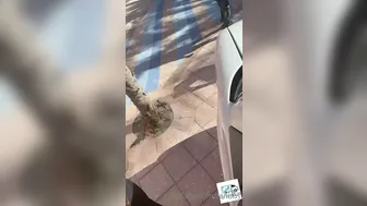 fanbus  onlyfans  Watch spy video with a scrawny model