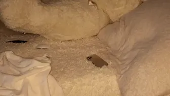 patry333 chaturbate 202101141021