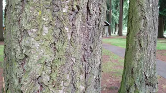 Embersnow onlyfans Gorgeous Curvy licks dildo