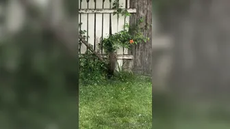 moonandstars713 onlyfans 4-02-2022 performance Latest May from chaturbate show