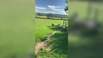 Savana Sky aka thatslutsav onlyfans  put two fingers into her anus